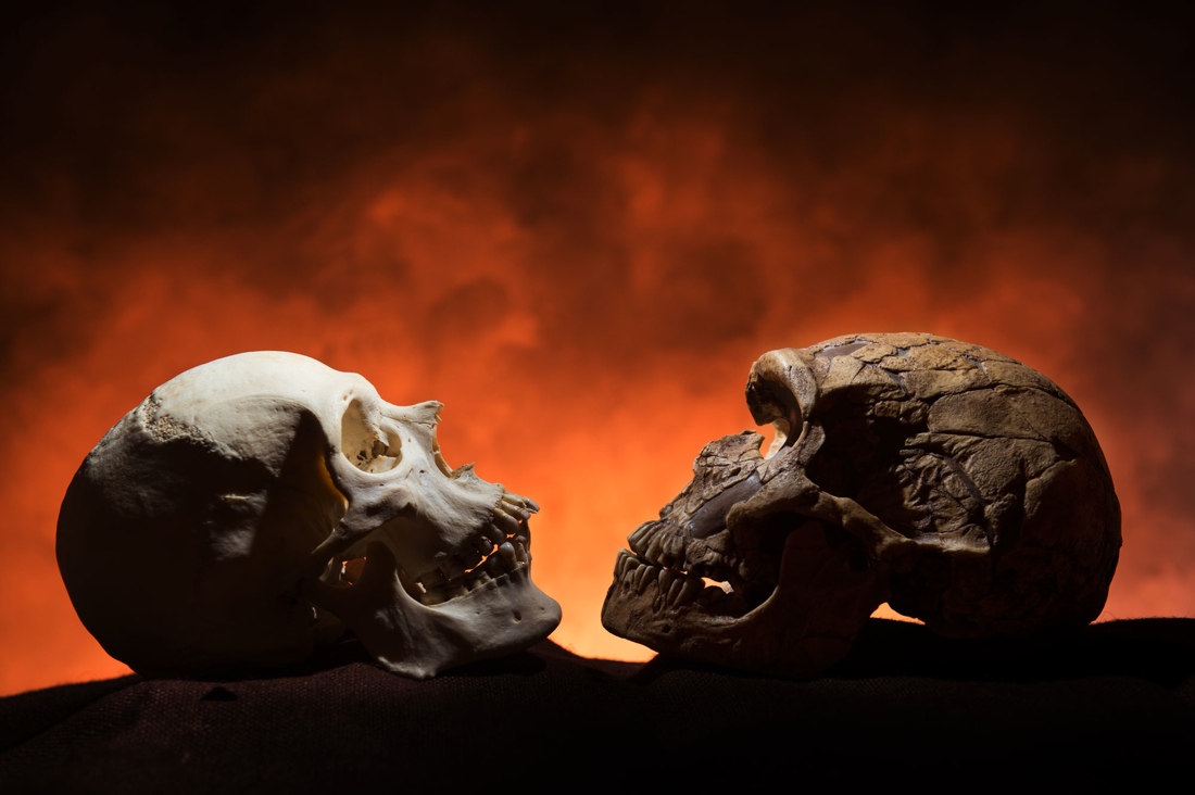 Neanderthal vs CroMagnon skull