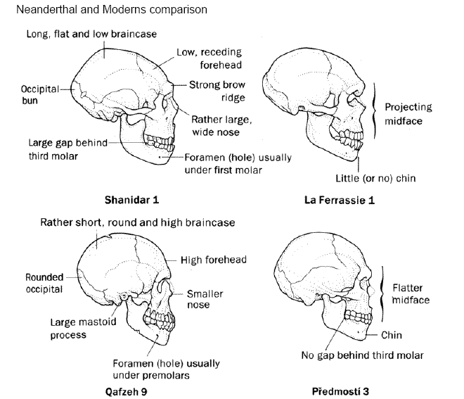 neanderthal_skulls_compare